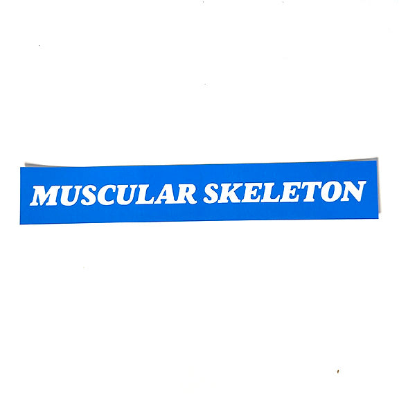 MUSCULAR SKELETON